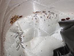 bedbugs26
