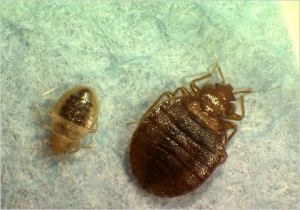 bedbugs31