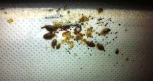 bedbugs32