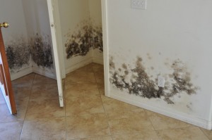black-mold-after-flood