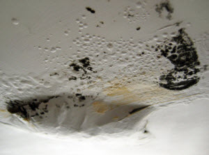 black-mold10