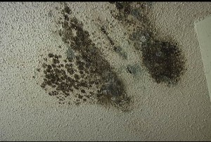 black-mold11