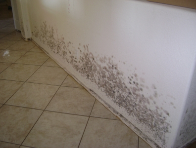 black-mold12