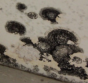 black-mold13