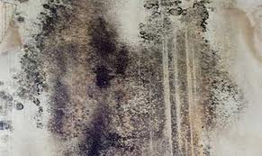 black-mold14