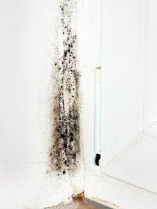 black-mold8