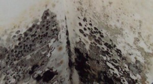 black-mold9