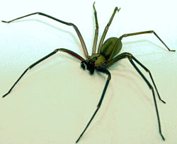 brown-recluse
