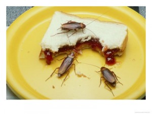cockroaches3