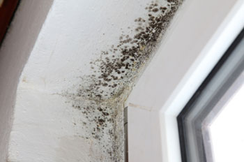 mold-infestation