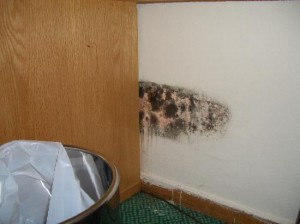 mold-on-the-wall