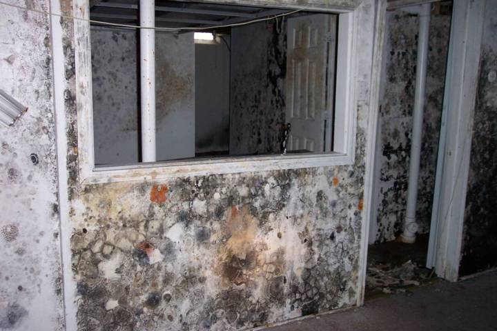 mold