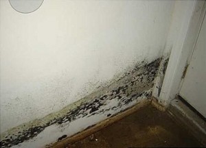 mold5