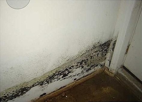 mold5