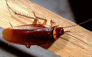 roach