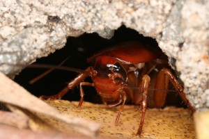 roach-hiding