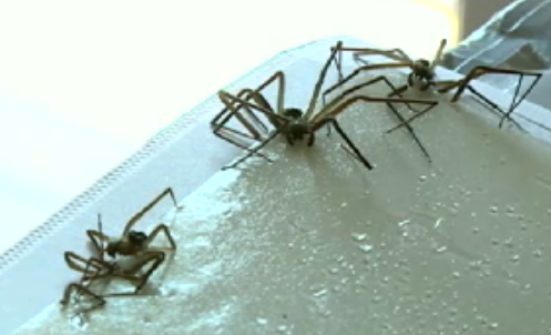 spider-infestation3