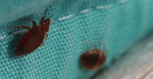 bed-bugs-14