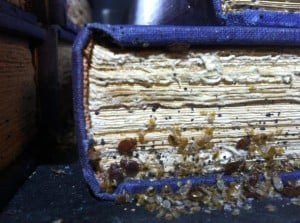 bed-bugs-in-a-book2