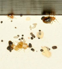 bedbug-infestation6