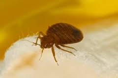 bedbug13