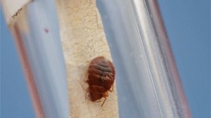 bedbug8