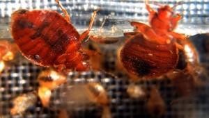 Bed Bugs crawling in a container. How to protect yourself from B