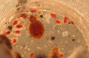 bedbugs35