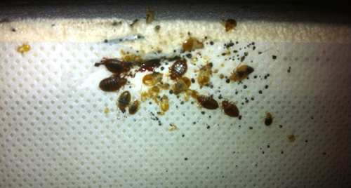 bedbugs37