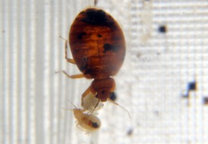 bedbugs38