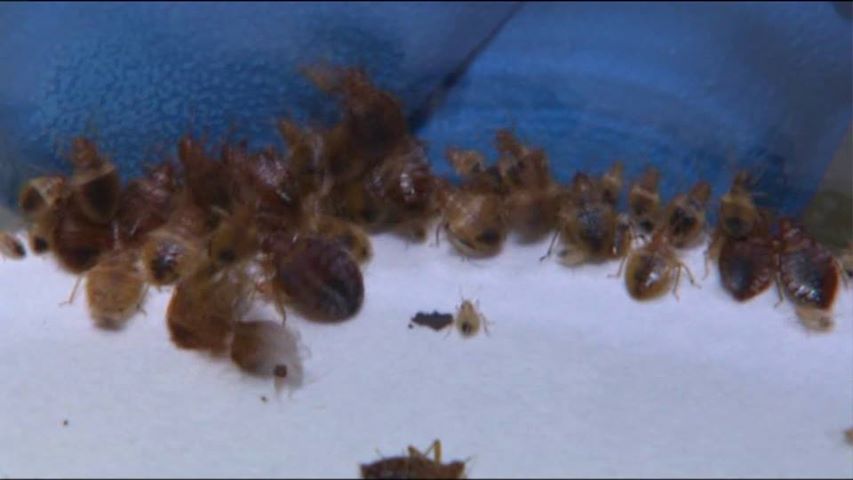 bedbugs39