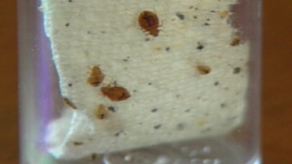 bedbugs40