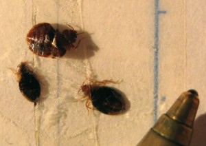 bedbugs41