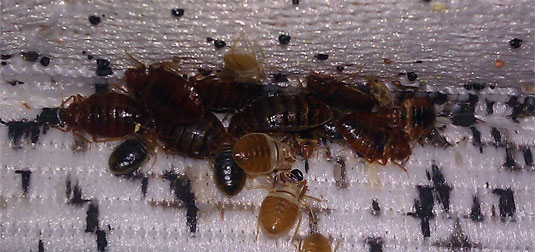 bedbugs42