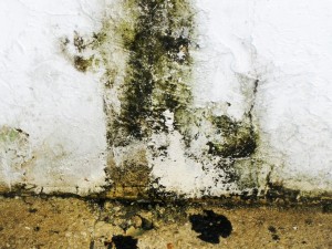 black-mold15