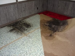 black-mold16