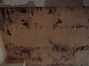 mold-in-abandoned-house