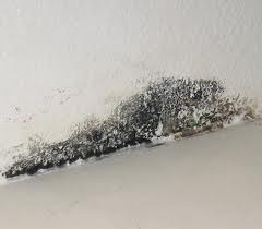 mold-infestation2