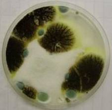 mold10