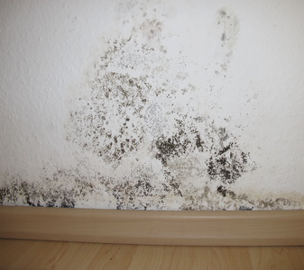 mold12