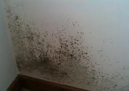 mold14