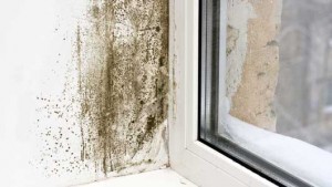 mold8