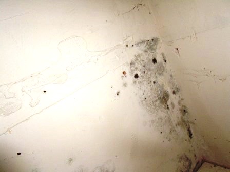 mold9