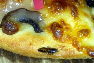 roach-in-pizza