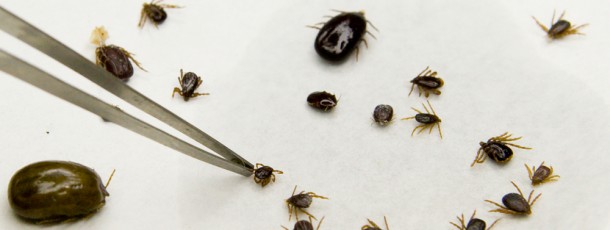 ticks