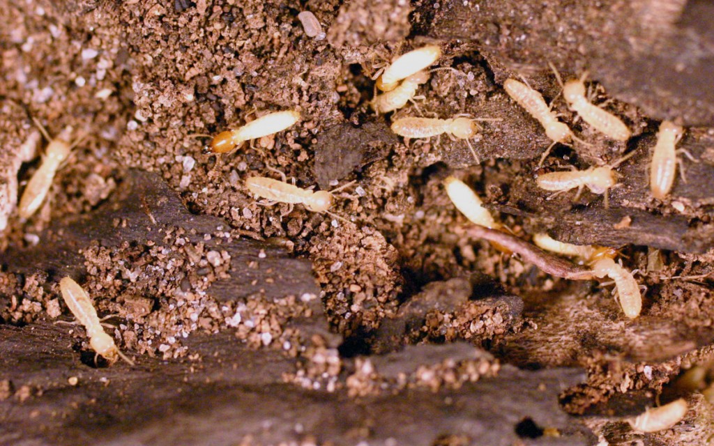 asian-termites