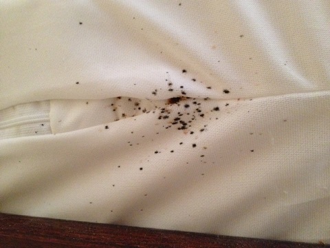 bedbug-signs