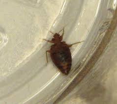bedbug14