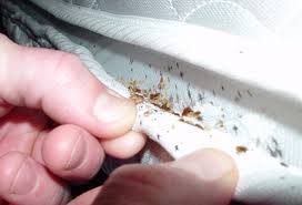 bedbugs44