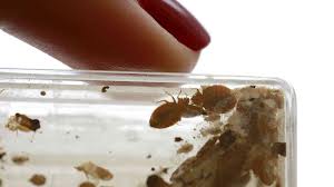 bedbugs45